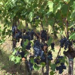 Azienda Agricola Il Santo at Greve in Chianti Tuscany Azienda Agricola Il Santo at Greve in Chianti Tuscany