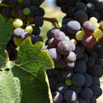 Il Santo sangiovese grapes Il Santo sangiovese grapes