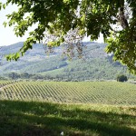 Il Santo vineyard in Tuscany Il Santo vineyard in Tuscany